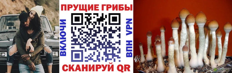 Псилоцибиновые грибы Psilocybe  Анжеро-Судженск 